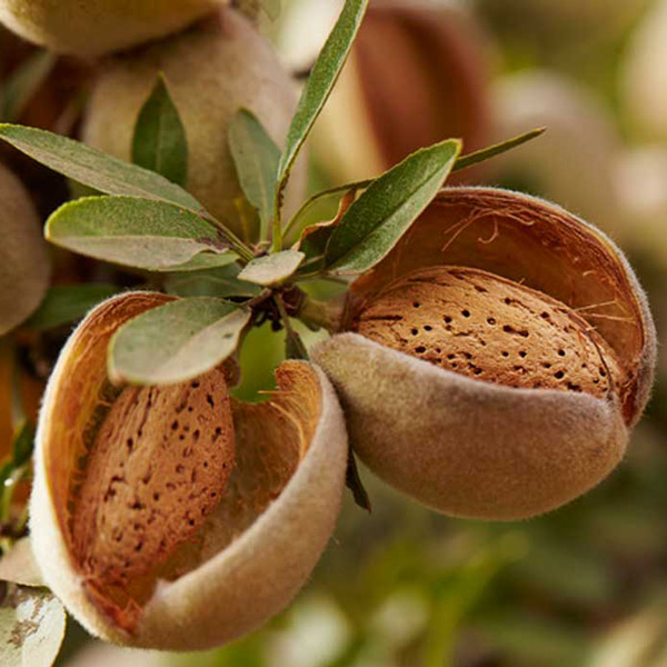 مغز بادام مامایی اعلا